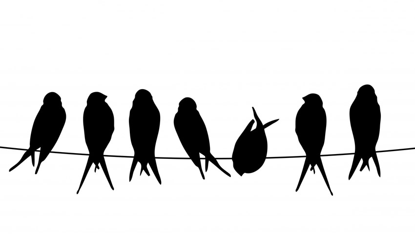 SIGGRAPH Birds of a Feather Program